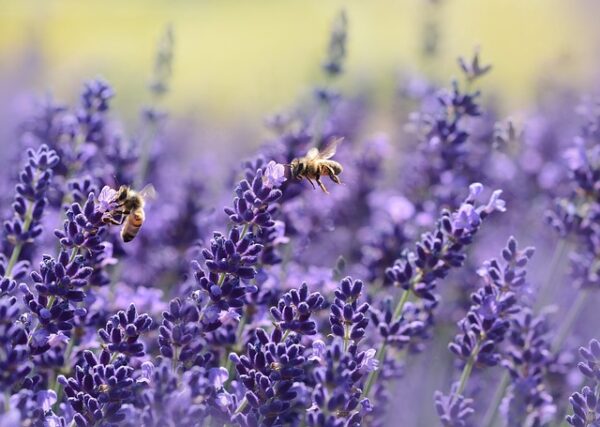 Lavendel Planten En Verzorgen Complete Gids MOOWY