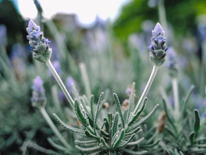 Lavendel Planten En Verzorgen Complete Gids MOOWY