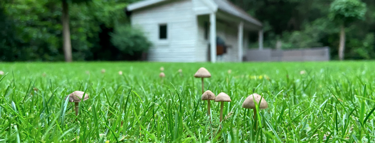 Last van paddestoelen in het gazon?-MOOWY