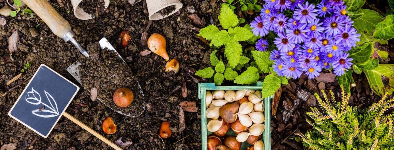 Planten bollen in de grond planten