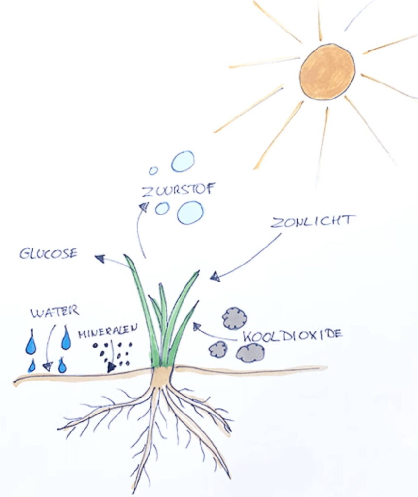 Uitleg fotosynthese