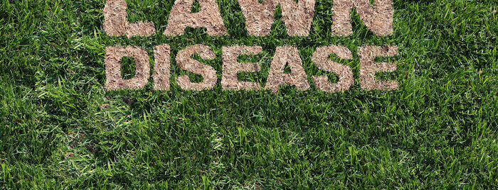 lawn disease