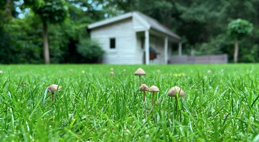 Het herkennen van paddenstoelen