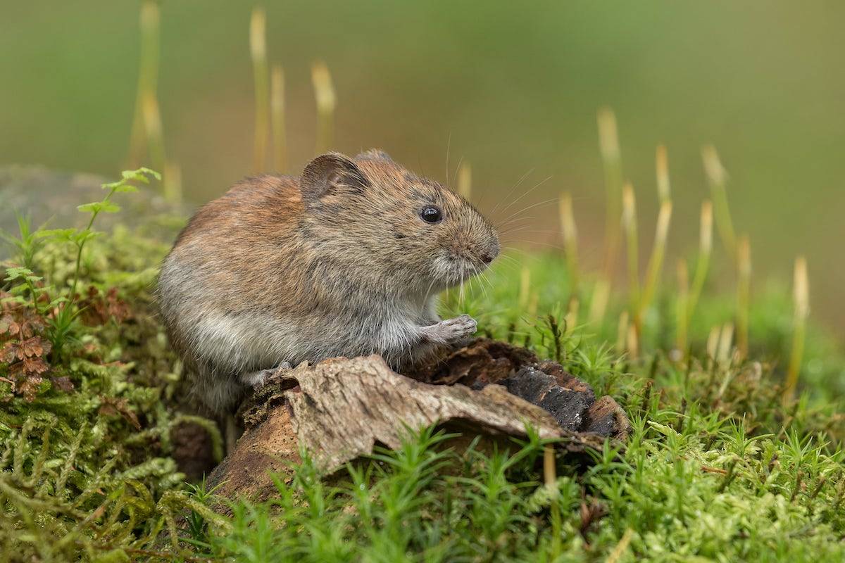 Woelmuizen In De Tuin Bestrijden Vangen Voorkomen MOOWY woelmuizen-in-de-tuin-bestrijden-vangen-voorkomen-moowy
