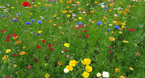 Bloemen in het gazon