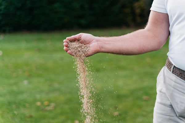 graszaad strooien op het gazon