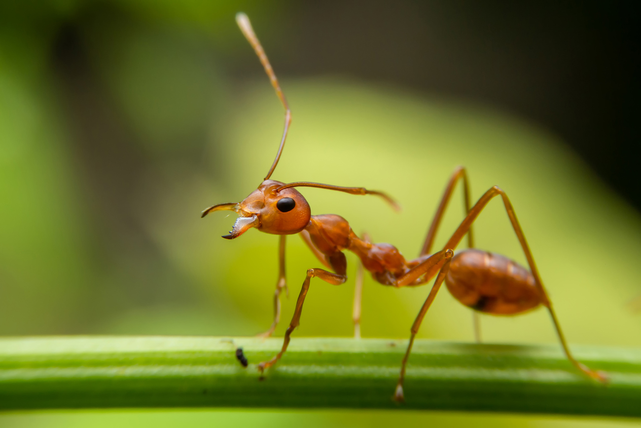 Mieren in het gazon: bestrijden en voorkomen