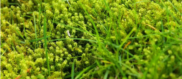 mos verwijderen uit de tuin
