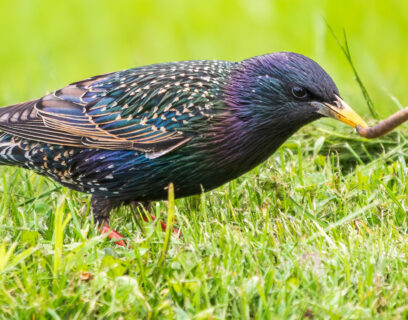 Een vogel