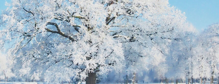 Een boom met sneeuw