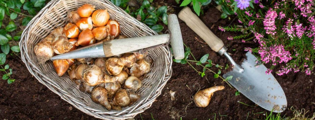 bloembollen planten in de tuin