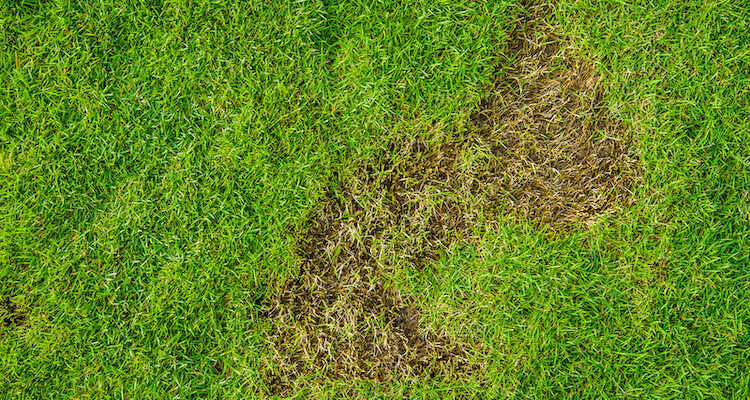 Brown spots in the lawn: causes and treatment | MOOWY