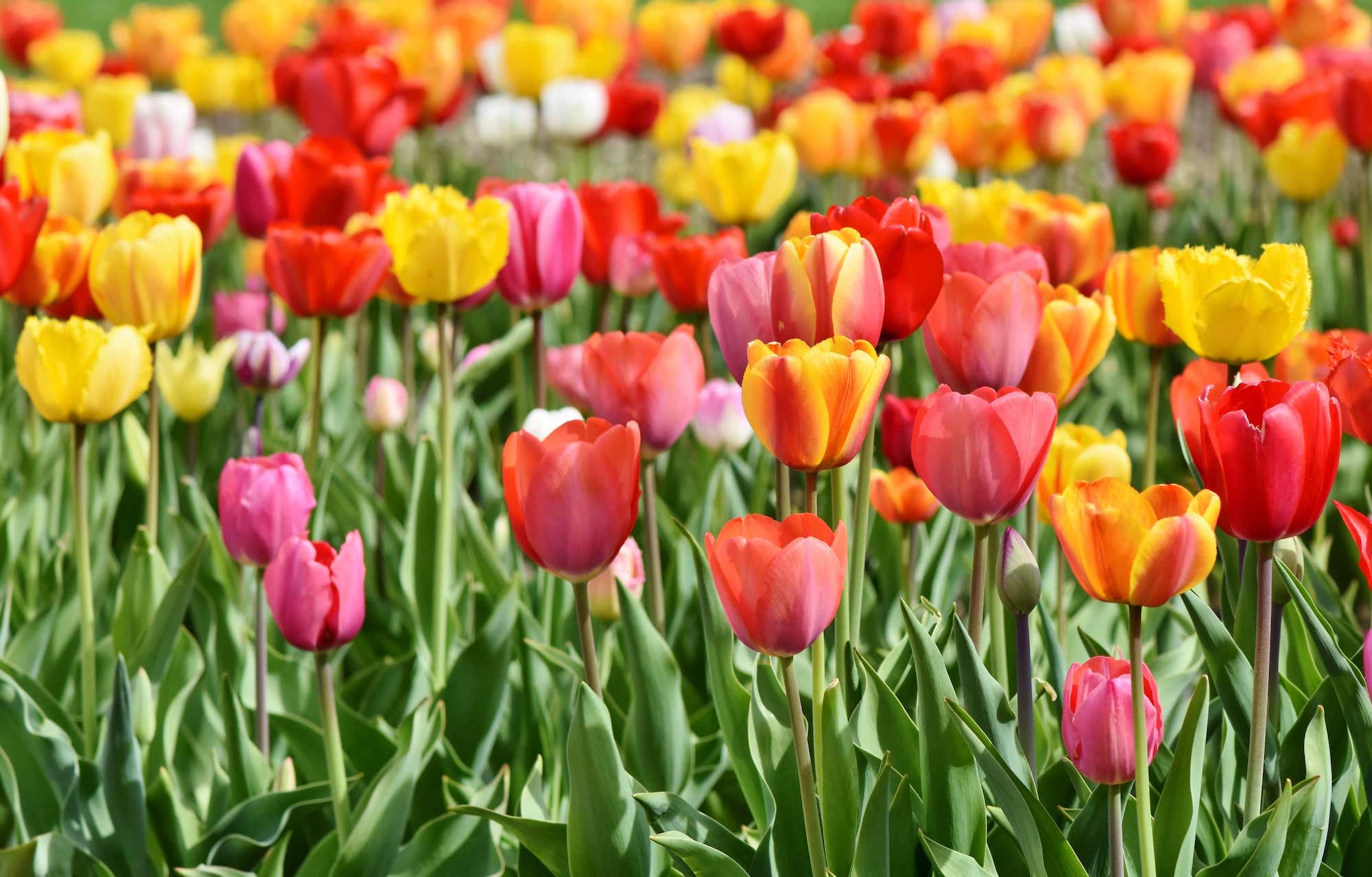 Wanneer & hoe tulpenbollen planten? stappenplan MOOWY
