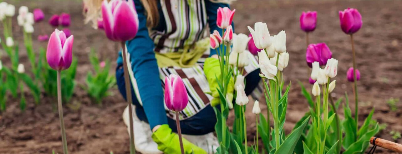 Wanneer tulpenbollen planten in de tuin