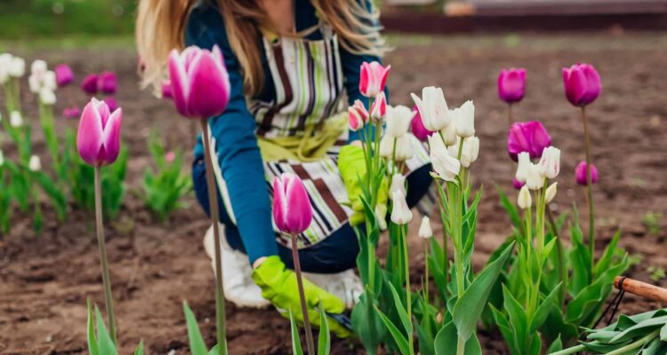 Wanneer & hoe tulpenbollen planten? - stappenplan | MOOWY