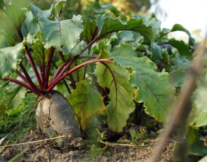 tips voor het starten van je eigen moestuin