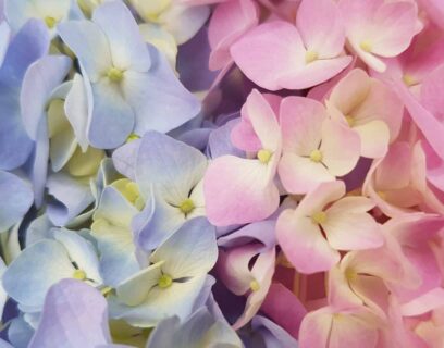 hortensia bemesten