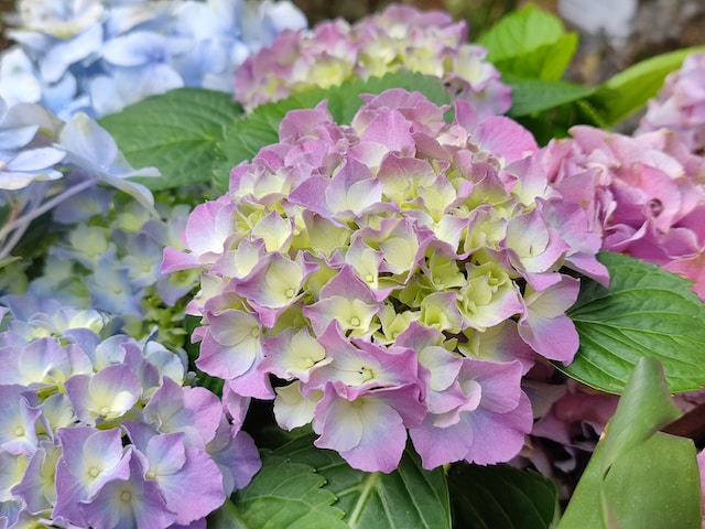Hortensia's met blauwe en roze bloemen