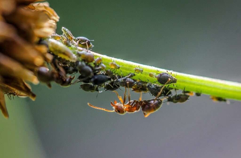 Mieren en bladluizen samen op een plant