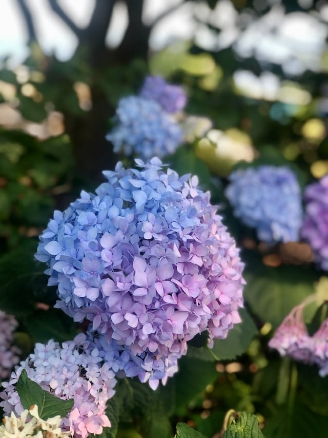 Blauwe en roze hortensia's