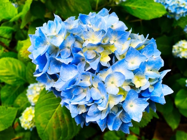 blauwe hortensia's