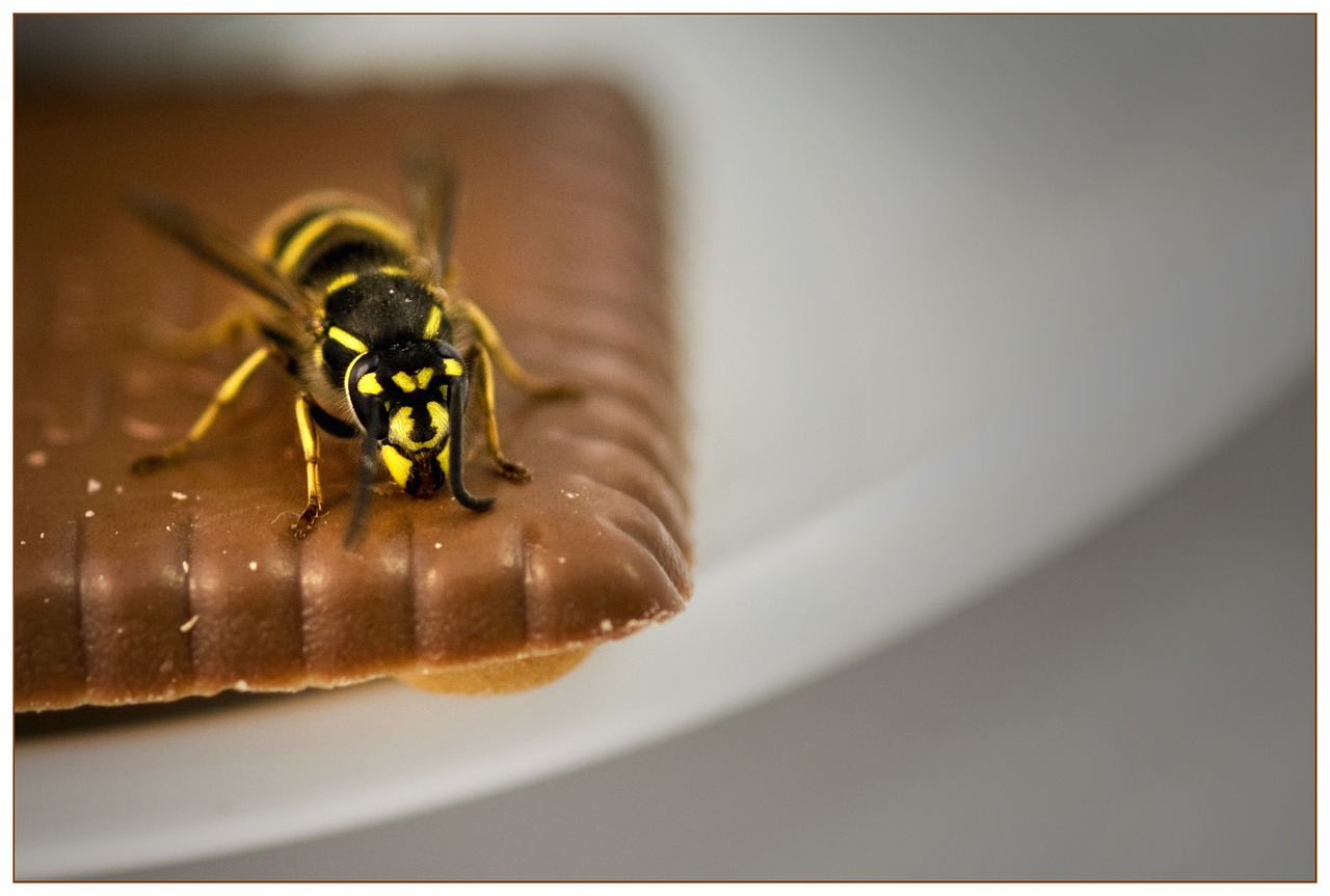 Wespen zijn dol op allerlei zoetigheden