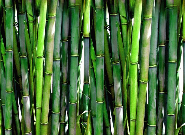 Groene bamboestengels