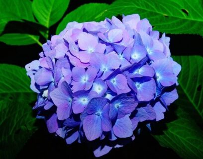 Blauwe hortensia in bloei