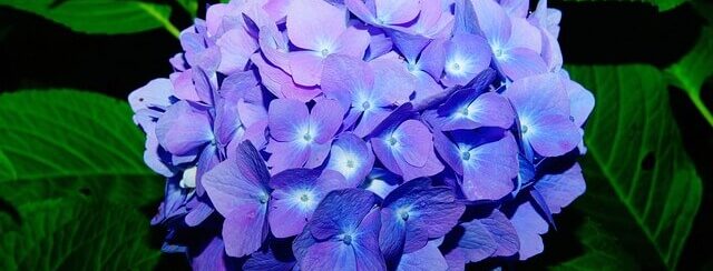Blauwe hortensia in bloei