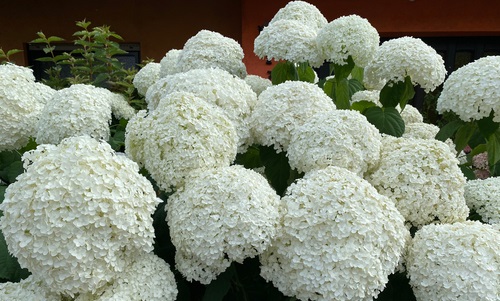 Boomhortensia met witte bloemen