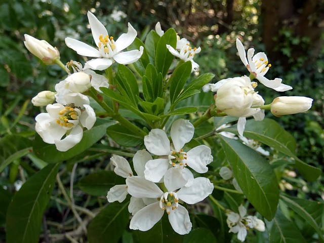 Choisya met de typische witte bloemetjes