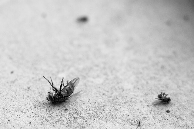 Dode vlieg op de grond in zwart-wit