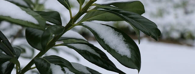 Groene struik in de sneeuw