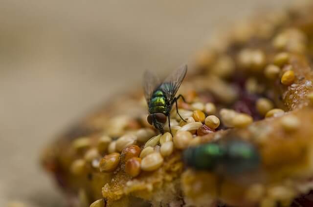 Groene vleesvlieg eet koekje