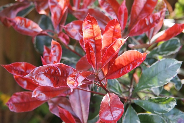 Photinia met rode en groene bladeren