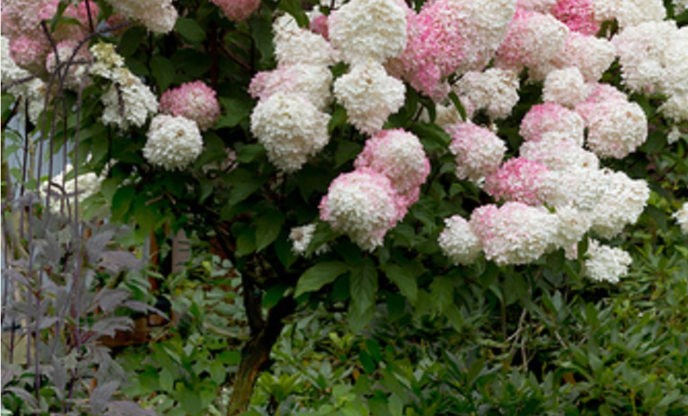 Pluimhortensia met roze-witte bloemen