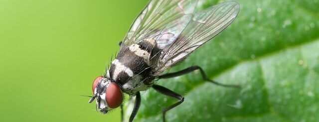 Vlieg op blad close up