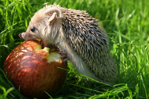 Egeltje eet een hele appel