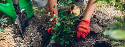 persoon plant rode rozen in de grond