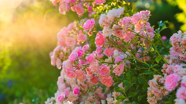 Roze rozen in de zon