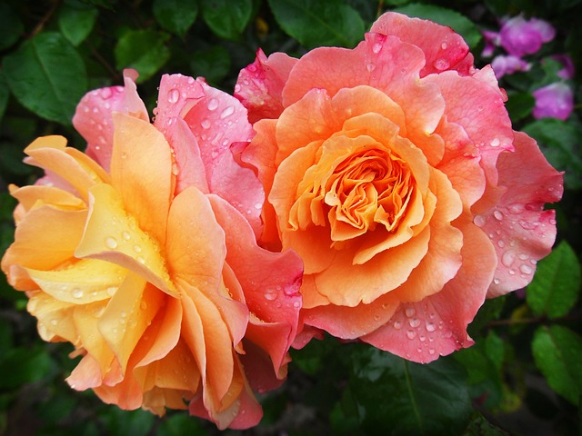 Een Engelse roos is bloei met oranje-gele bloemen