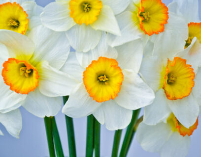 Witte narcissen met oranje gele bloemkern