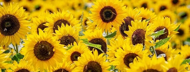 Een veld vol met zonnebloemen