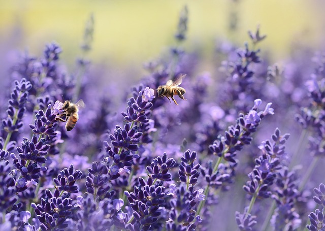 2 bijen bezoeken een lavendelstruik