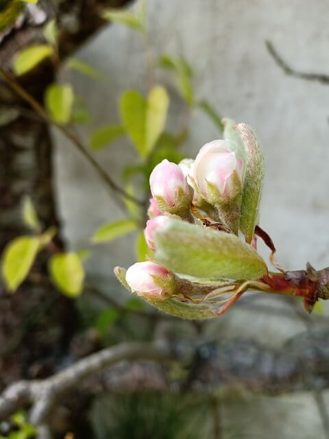 Roze bloesem vormt zich uit bloemknop van een appelboom