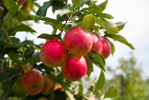 Elstar-appelboom met rijpe appels