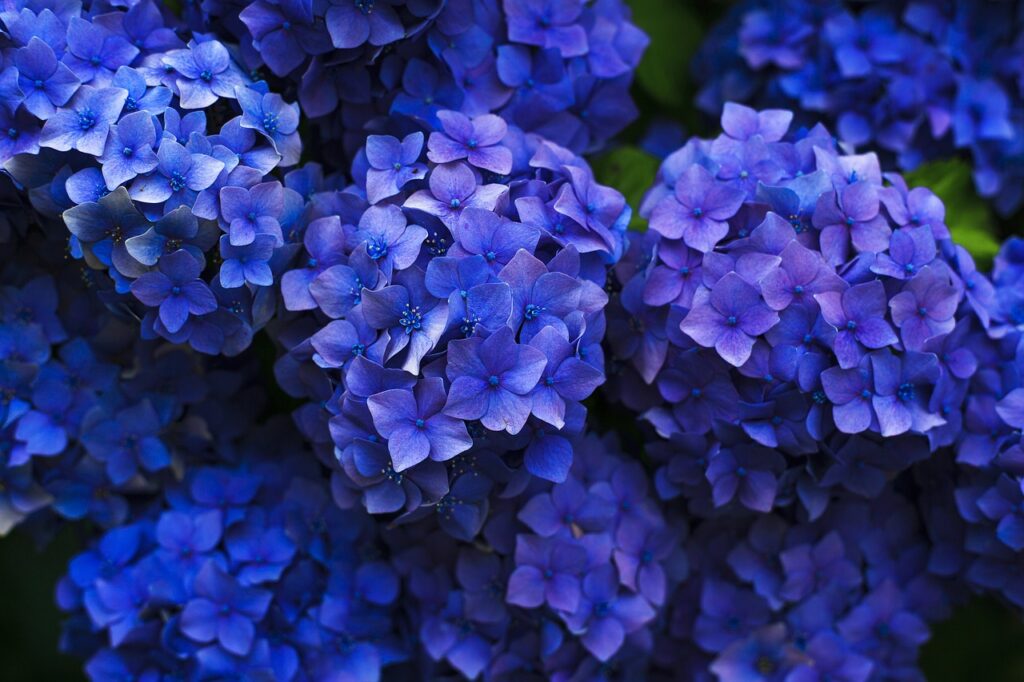 blauwe hortensia's