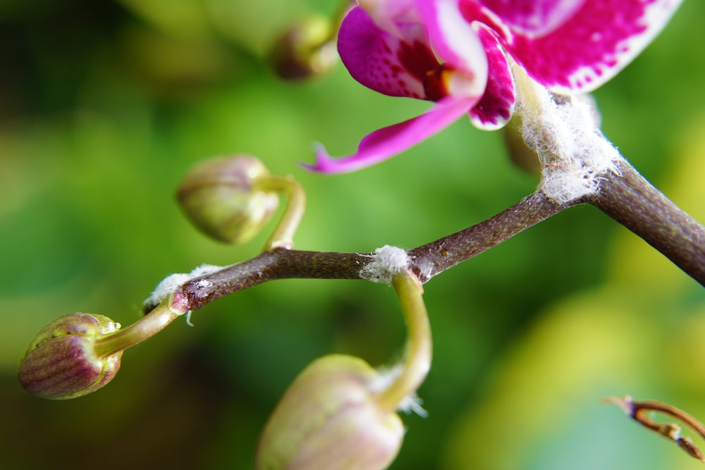 wolluis op orchideeën