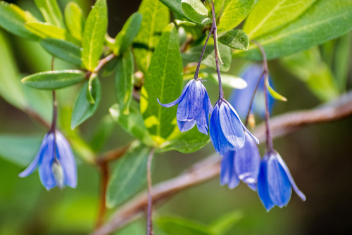 De Australian Bluebells met blauwe bloemetjes