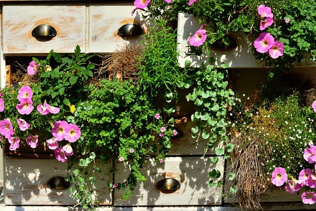 Petunia's (roze) aan de muur